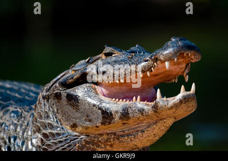 Caimano Yacare (yacare Caimano) bocca (schiusi) di termoregolazione del Pantanal, Brasile Foto Stock