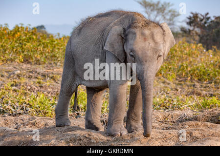 Baby elefante indiano (Elephas maximus indicus), il Parco Nazionale di Kaziranga, Assam, India Foto Stock