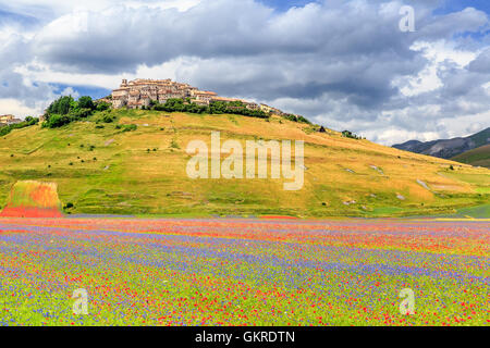Campo di fiori selvatici, Castelluccio di Norcia, pianoforte Grande, Parco Nazionale dei Monti Sibillini, Umbria, Italia Foto Stock