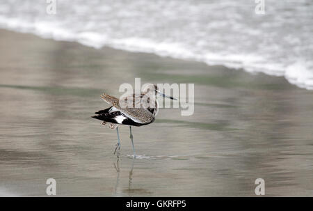 Willet Foto Stock