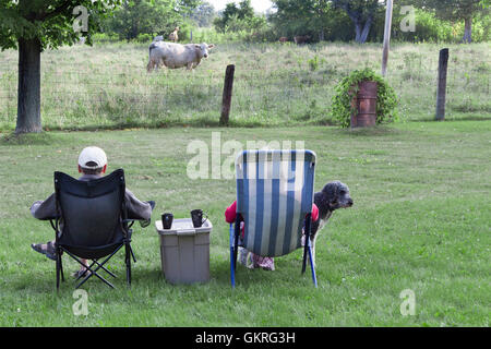 Coppia senior rilassante di bere il caffè mentre guardi Charolais mucca in fattoria con barboncino. Foto Stock