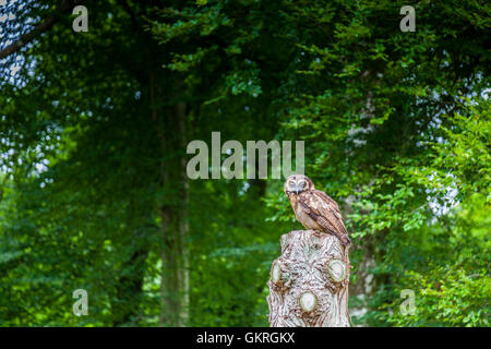 Legno marrone Owl a Muncaster Castle Hawk e Owl centro, Muncaster, Lake District, Cumbria Foto Stock