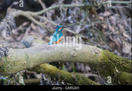 Kingfisher sul ramo di albero in fiume Foto Stock