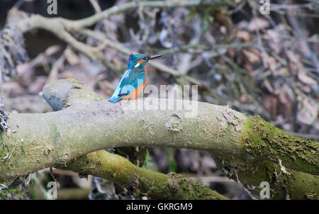 Kingfisher su albero branchfishing Foto Stock