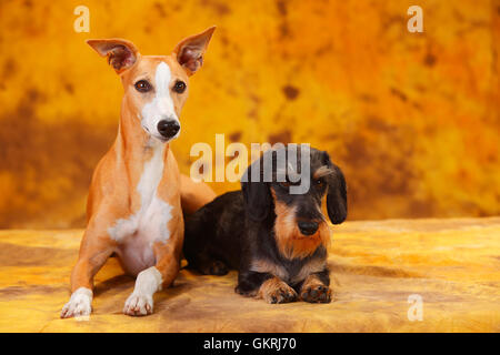 Miniatura Wirehaired Bassotto e Whippet|Zwergrauhaardackel und Whippet Foto Stock