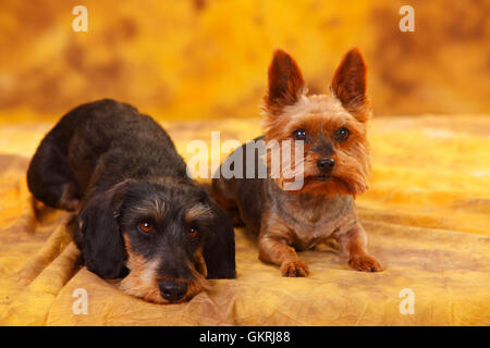 Yorkshire Terrier e miniaturizzato Wirehaired Bassotto|Yorkshire Terrier und Zwergrauhaardackel Foto Stock