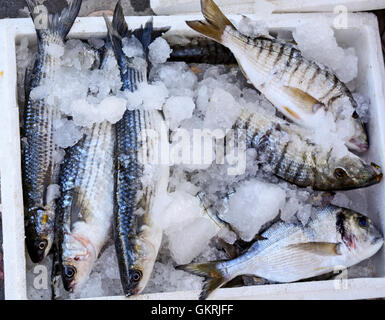 Scatola di pesce congelato nel porto di attesa per i clienti. Foto Stock