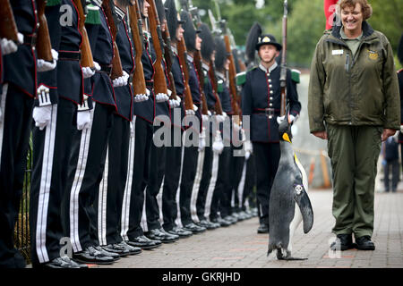 Soldati in uniforme del Re di Norvegia la guardia sfilata per ispezione mediante la loro mascotte, re penguin Nils Olaf, che si è aggiudicato un cavalierato nel 2008, sorge a attenzione, accanto ad uno dei suoi custodi di Lynda Burril, a RZSS Lo Zoo di Edimburgo, come annunciano il pinguino la promozione e il nuovo titolo di Ã¢â€ÂoeBrigadier Sir Nils OlavÃ¢â€Â. Foto Stock