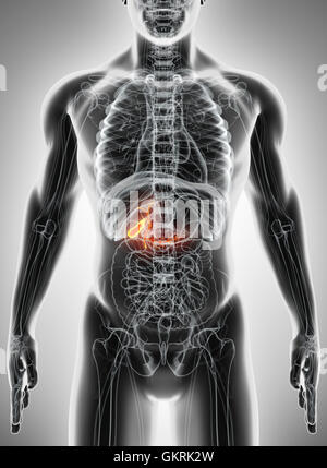 3D illustrazione dei maschi di cistifellea, x-ray concetto medico. Foto Stock