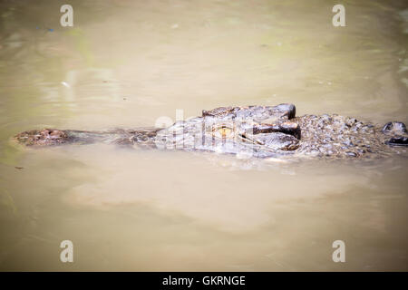 Crocodile attende la preda Foto Stock