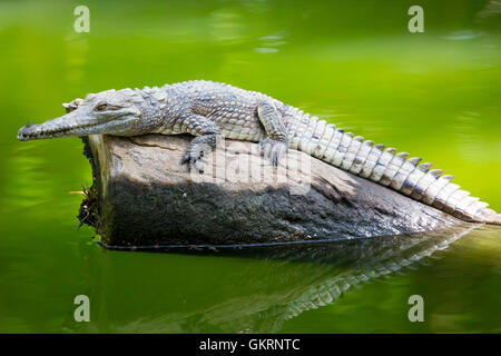 Crocodile attende la preda Foto Stock