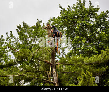 Struttura professionale trimmer taglio di rami off di Tall Pine Tree con una sega a catena Foto Stock