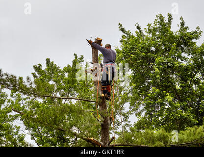 Struttura professionale trimmer il taglio della parte superiore del tronco di un albero con una sega a catena Foto Stock