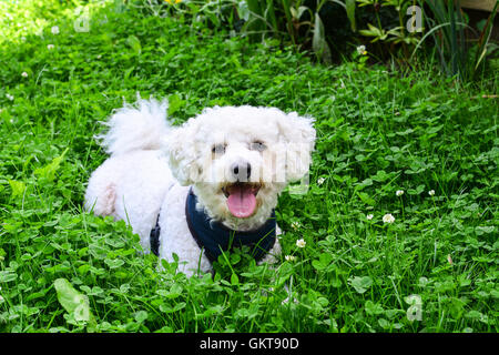Bella bichon frise Foto Stock