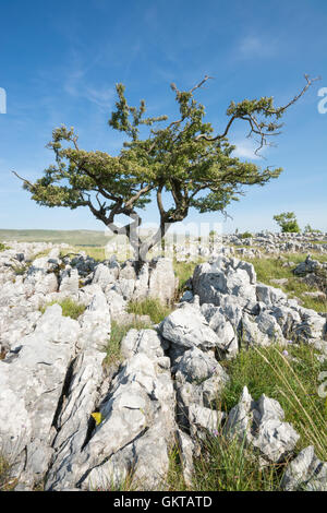 Albero di biancospino sui pavimenti calcarei con Whernside nella distanza Foto Stock