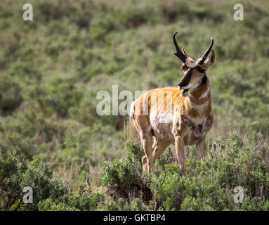 Pronghorn Antelope (Antilocapra americana) nel Parco Nazionale di Yellowstone Foto Stock
