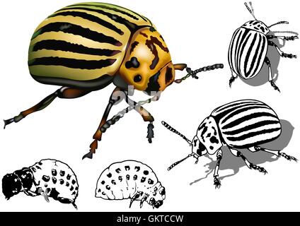 Il Colorado Potato Beetle Illustrazione Vettoriale