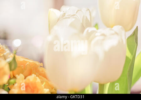 La bellezza di close-up di tulipani bianco nella mattina di sole Foto Stock