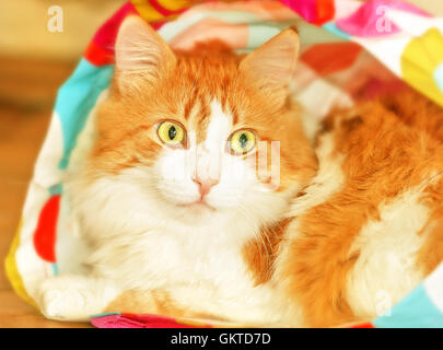 Adulto bel rosso gatto nel sacco come sorpresa Foto Stock