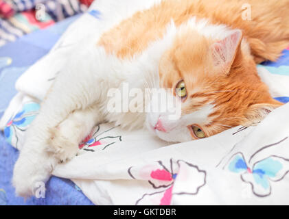 Nizza adulto rosso gatto premurosamente giace sul letto Foto Stock