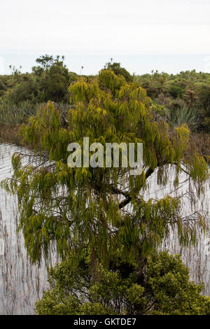 Cresciuto vecchia palude foresta con un sacco di alberi la Rimu resta ancora a nave Creek estuario in Nuova Zelanda. Foto Stock