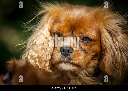 Cavalier King Charles Spaniel Foto Stock