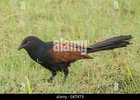Maggiore coucal o Crow fagiano (Centropus sinensis) Foto Stock