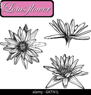 Disegnato a mano gigli d'acqua impostato su uno sfondo. Vettore Illustrazione Vettoriale