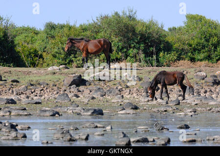 Giara di cavallo, metà cavallo selvaggio sulla Giara di Gesturi Altopiano, l'isola di Sardegna, Italia, Europa Foto Stock