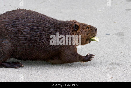 Bella immagine con un North American beaver Foto Stock