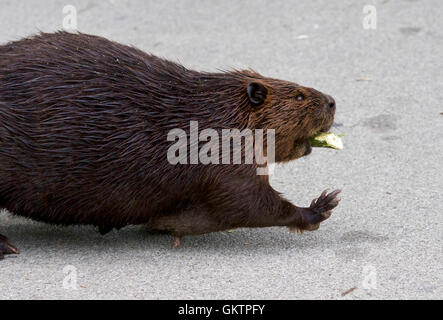 Primo piano dettagliato di un buffo North American beaver Foto Stock