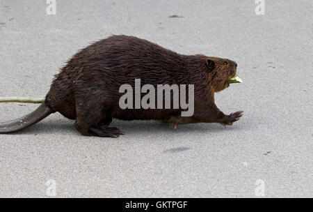 Isolato vicino immagine con una divertente Canadian beaver Foto Stock