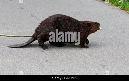 Isolato vicino immagine con una divertente Canadian beaver Foto Stock