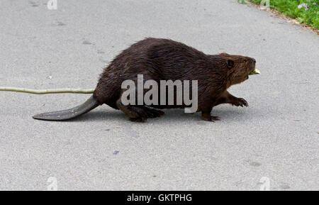 Foto isolate della Canadian beaver camminando per la strada Foto Stock