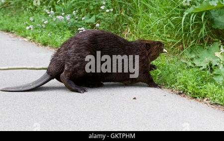 Isolato vicino immagine con un castoro canadese inserendo l'erba Foto Stock