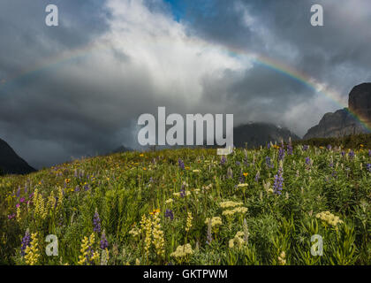 Fiori Selvatici fioriscono sotto pieno Rainbow nel Montana Monti Foto Stock