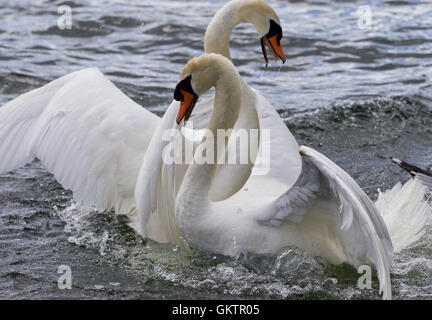 Incredibili foto espressiva della lotta contro i cigni Foto Stock