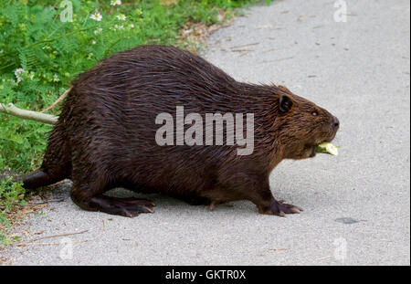 Foto isolate della Canadian beaver a piedi Foto Stock