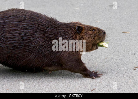 Isolato vicino immagine con un castoro canadese Foto Stock