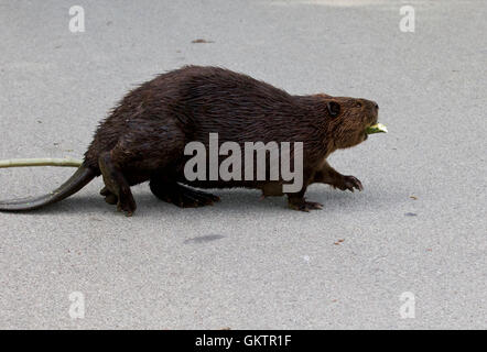 Foto isolate della forte Canadian beaver a piedi Foto Stock