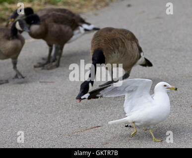 Immagine divertente con un gabbiano scappando dalla collera Oche del Canada Foto Stock