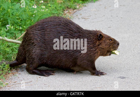 Isolato vicino immagine con un castoro canadese sulla strada Foto Stock