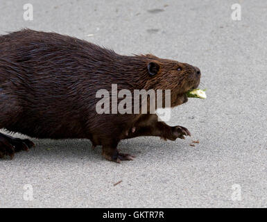 Primo piano dettagliato di un buffo North American beaver Foto Stock