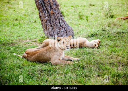 Una leonessa sguardi sulla savana africana dentro il Massai Mara Game Reserve, in Kenya. Foto Stock