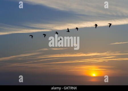 Pellicani in volo a Sunrise, Hilton Head Island, Carolina del Sud e Stati Uniti d'America Foto Stock