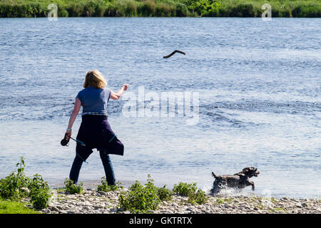 Una donna che stava su un argine di gettare un bastone per un cane che corre nel fiume Tweed. Berwickshire Scottish Borders Scotland Regno Unito Gran Bretagna Foto Stock