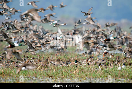 L'immagine del gregge di mescolare le anatre migratorie in Keoladev national park, Bharatpur, India Foto Stock