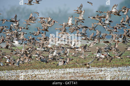 L'immagine del gregge di mescolare le anatre migratorie in Keoladev national park, Bharatpur, India Foto Stock