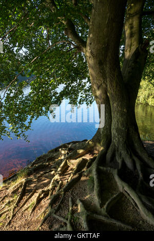 Rooty faggio accanto all'acqua del serbatoio Valehouse, Longdendale su una mattina d'estate. Foto Stock