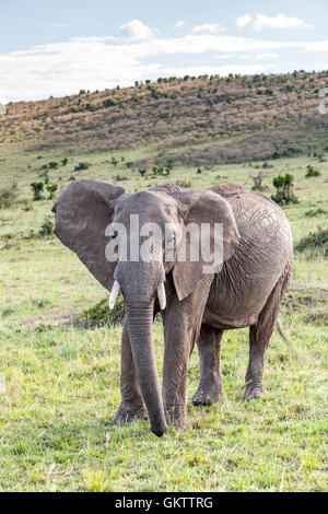 Elefante africano presi in Massai Mara, Kenya. Foto Stock